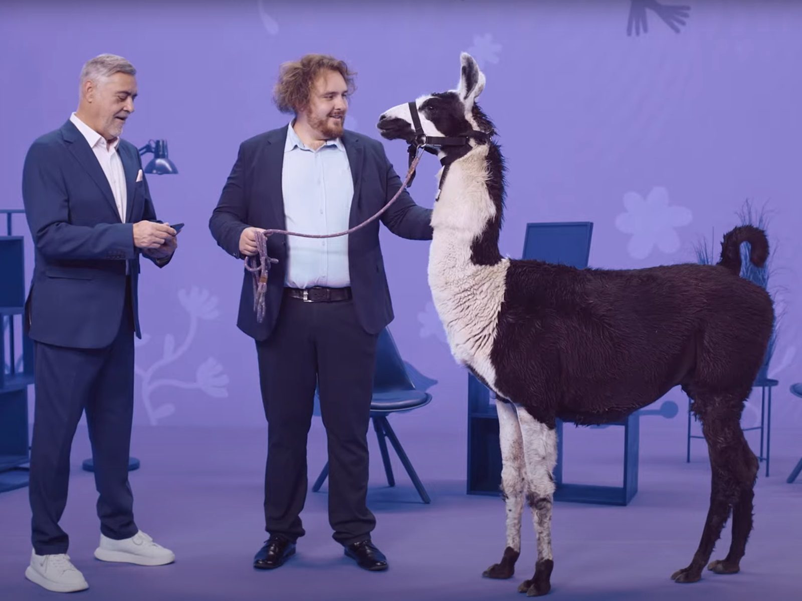 Dvaja muži a lama v modrom štúdiu.